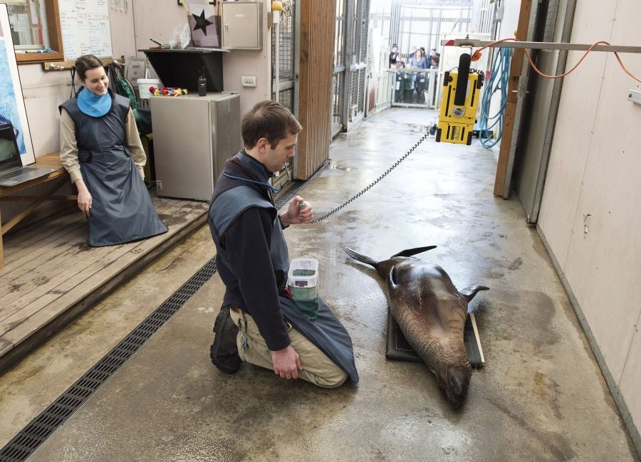 Un veterinario monitoriza la artritis de Tarwin, una foca que se encuentra en el zoológico de Melbourne, Australia. La artritis puede aparecer en gran número de animales envejecidos por eso, el equipo veterinario en el zoológico de Melbourne tiene estrategias para mantener la calidad de vida de los ejemplares afectados. 