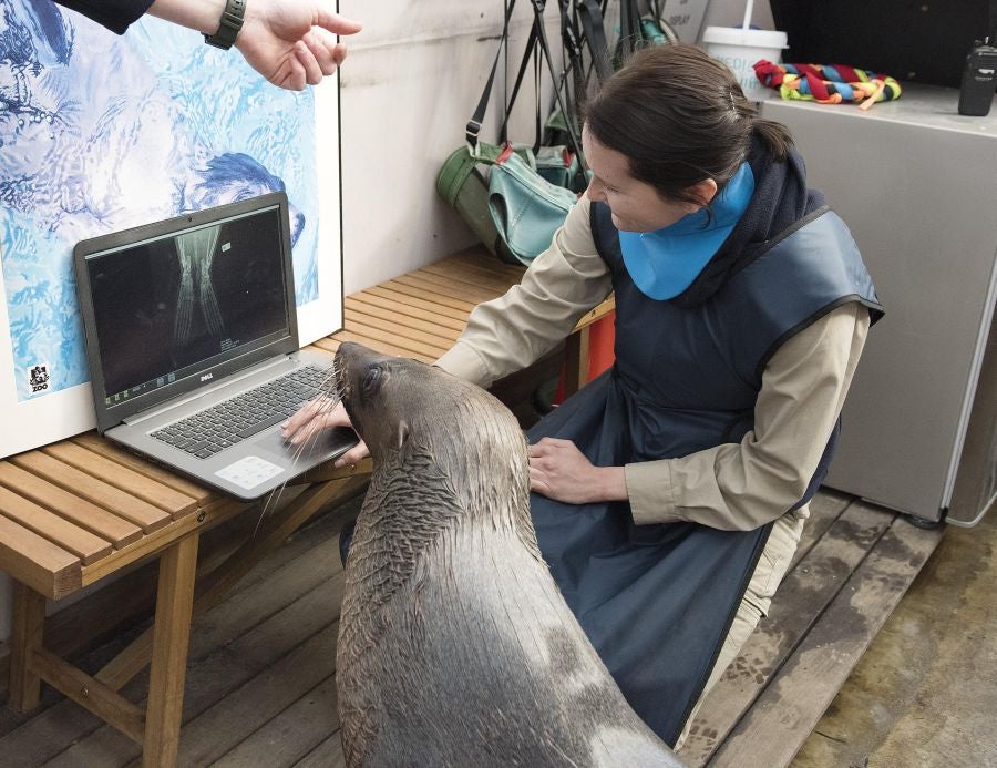 Un veterinario monitoriza la artritis de Tarwin, una foca que se encuentra en el zoológico de Melbourne, Australia. La artritis puede aparecer en gran número de animales envejecidos por eso, el equipo veterinario en el zoológico de Melbourne tiene estrategias para mantener la calidad de vida de los ejemplares afectados. 