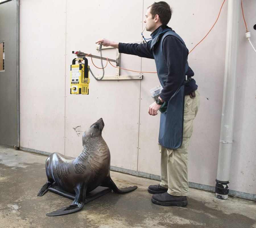 Un veterinario monitoriza la artritis de Tarwin, una foca que se encuentra en el zoológico de Melbourne, Australia. La artritis puede aparecer en gran número de animales envejecidos por eso, el equipo veterinario en el zoológico de Melbourne tiene estrategias para mantener la calidad de vida de los ejemplares afectados. 