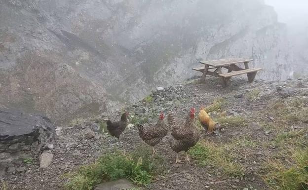 Un grupo de gallinas pasea por la montaña bajo la nieve en Picos. 