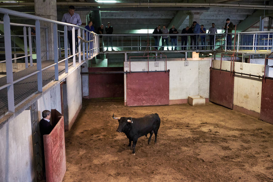 Los primeros toros, los sobreros y los bueyes han llegado a Illunbe para la feria taurina de la Semana Grande donostiarra..