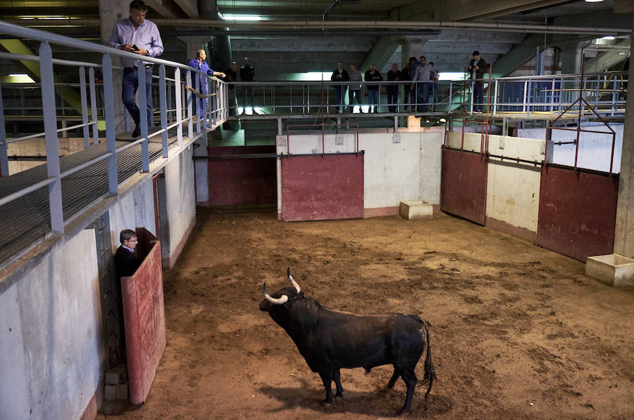 Los primeros toros, los sobreros y los bueyes han llegado a Illunbe para la feria taurina de la Semana Grande donostiarra..