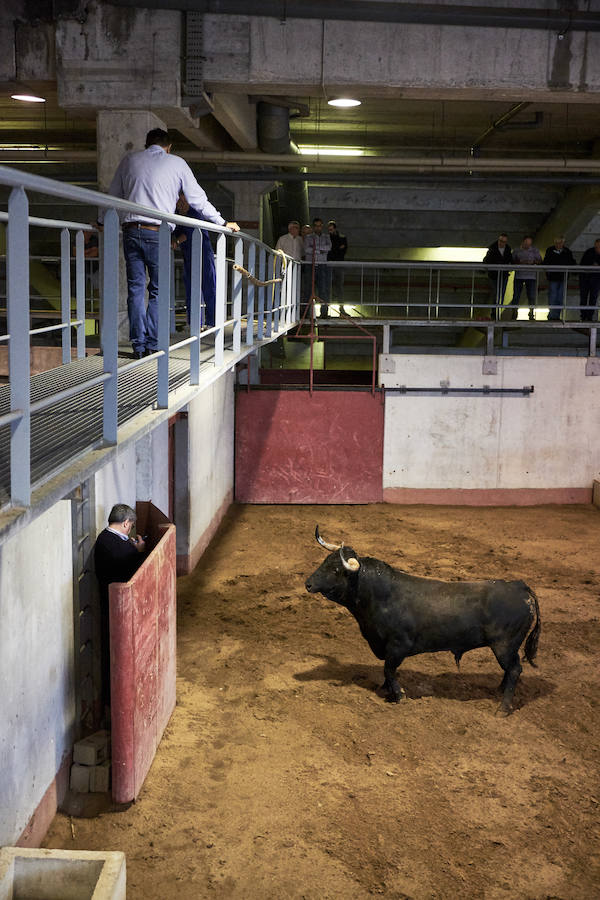Los primeros toros, los sobreros y los bueyes han llegado a Illunbe para la feria taurina de la Semana Grande donostiarra..