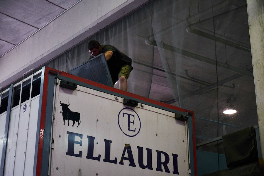 Los primeros toros, los sobreros y los bueyes han llegado a Illunbe para la feria taurina de la Semana Grande donostiarra..