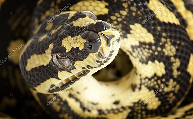 Buscan una pitón que perdió un niño de 11 años y puede aparecer en un retrete