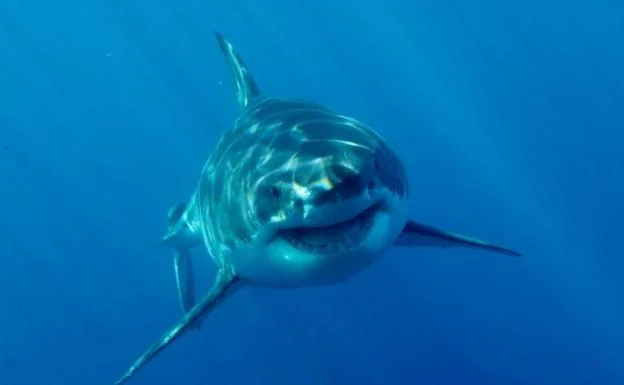 Los 4 grandes tiburones que te puedes encontrar en el Mediterráneo