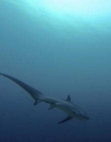 Imagen secundaria 2 - Los 4 grandes tiburones que te puedes encontrar en el Mediterráneo