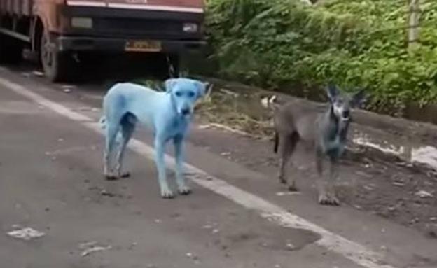 El misterioso caso de los perros azules de Bombay