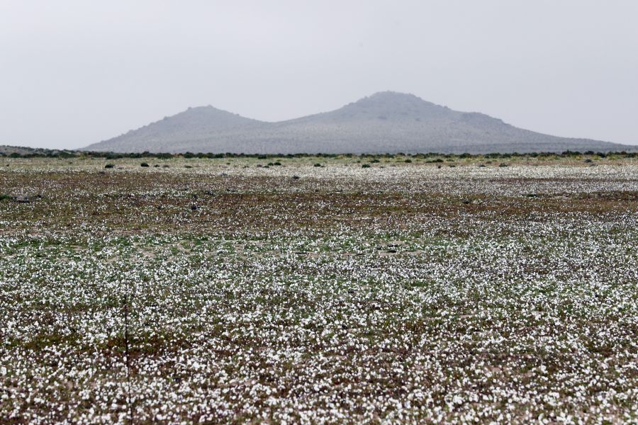 Las intensas y sorpresivas precipitaciones registradas en las regiones del norte de Chile durante los meses del invierno austral dieron paso al deslumbrante desierto florido en Atacama, el más árido y soleado del mundo