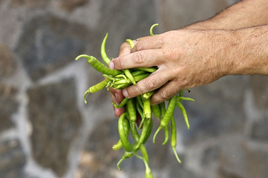 A pesar de haber sido un año complicado para el producto estrella de los ibartarras, la cita más relevante de la localidad no defraudó a los visitantes. Fueron muchos los que esperaron su turno para degustar la piparra frita o avinagrada, y el tomate de un origen local y autóctono