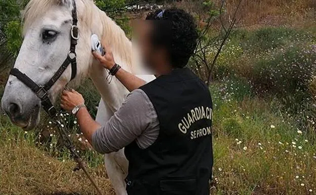 Un guardia civil de Málaga inspeccionando el estado sanitario de un caballo.