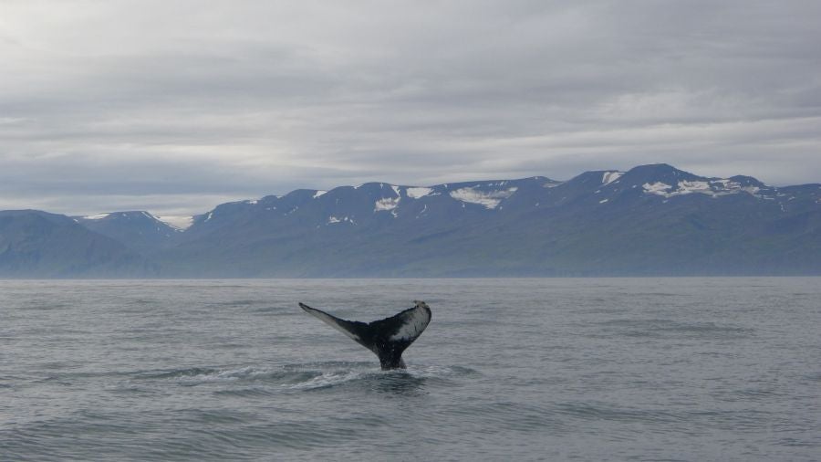 Húsavíck es una ciudad marinera al norte de Islandia y es conocida por ser el centro de avistamiento de ballenas.