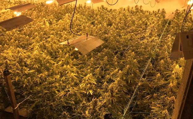 La Ertzaintza localiza 1.950 plantas de marihuana en un pabellón de Usurbil