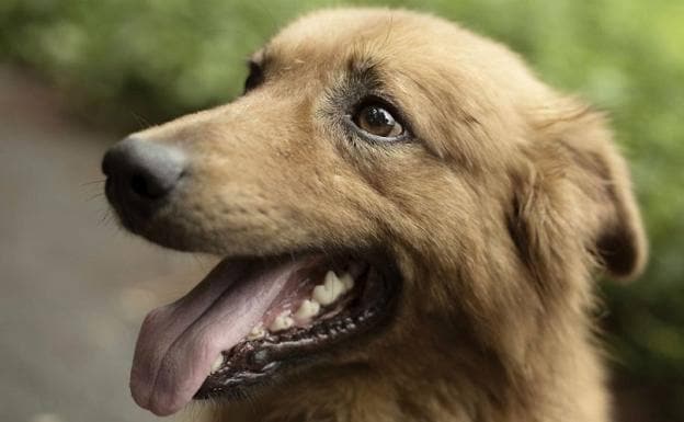 Kit, el perro ciego que cuida de un rebaño de 210 ovejas en Bizkaia