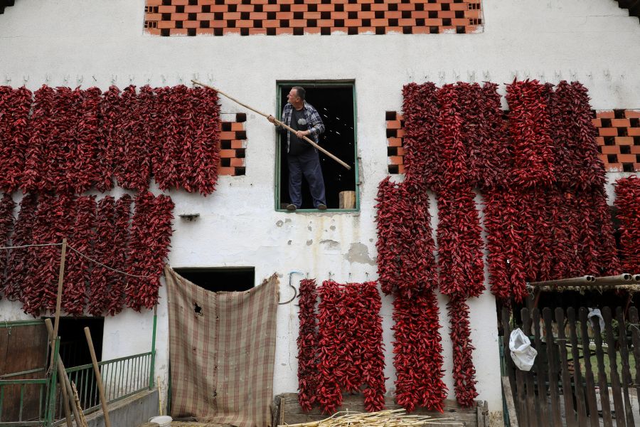 Una familia recoge y prepara pimientos para secarlos en la fachada de la casa familiar, en el sur de Serbia. 