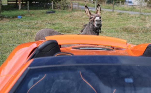 ¿Confundió el burro un deportivo de lujo naranja con una zanahoria?