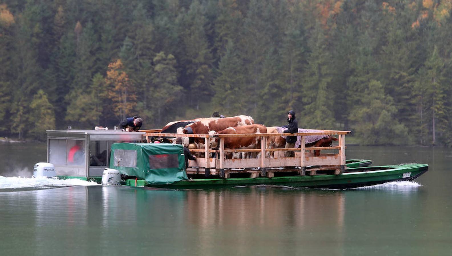 Tras 100 días en los amplios prados de verano del lago de Koegnisse, norte de Baviera, alrededor de 30 ganados vuelven a casa. Los agricultores bárbaros deben trasladar su ganado a un valle estrecho al que solo se puede acceder mediante barco.