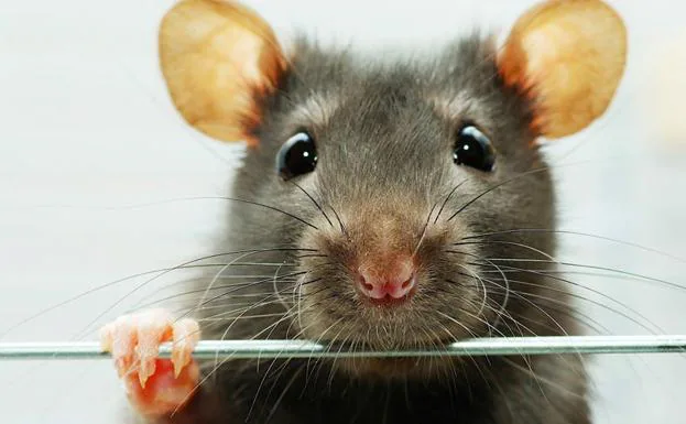 La maravillosa vida de las ratas