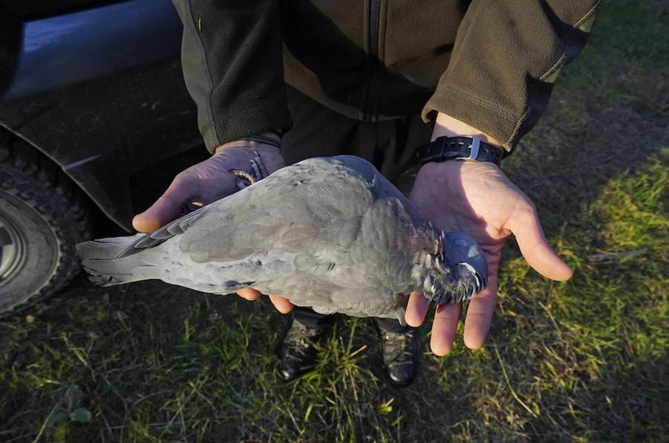 La veda general arranca en Gipuzkoa con poco movimiento de aves migratorias