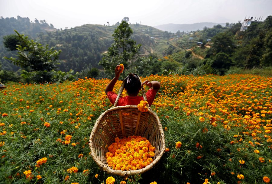 Una mujer escoge flores de caléndula para hacer guirnaldas, antes de venderlas al mercado para el festival de Tihar, también llamado Diwali, en Katmandú