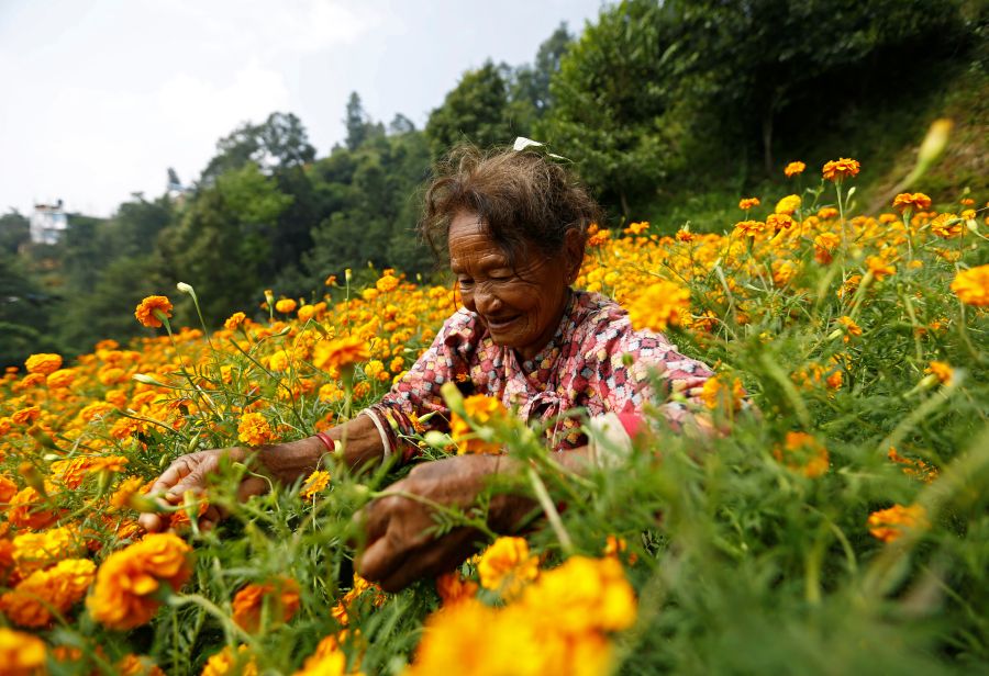 Una mujer escoge flores de caléndula para hacer guirnaldas, antes de venderlas al mercado para el festival de Tihar, también llamado Diwali, en Katmandú