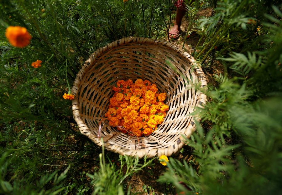 Una mujer escoge flores de caléndula para hacer guirnaldas, antes de venderlas al mercado para el festival de Tihar, también llamado Diwali, en Katmandú