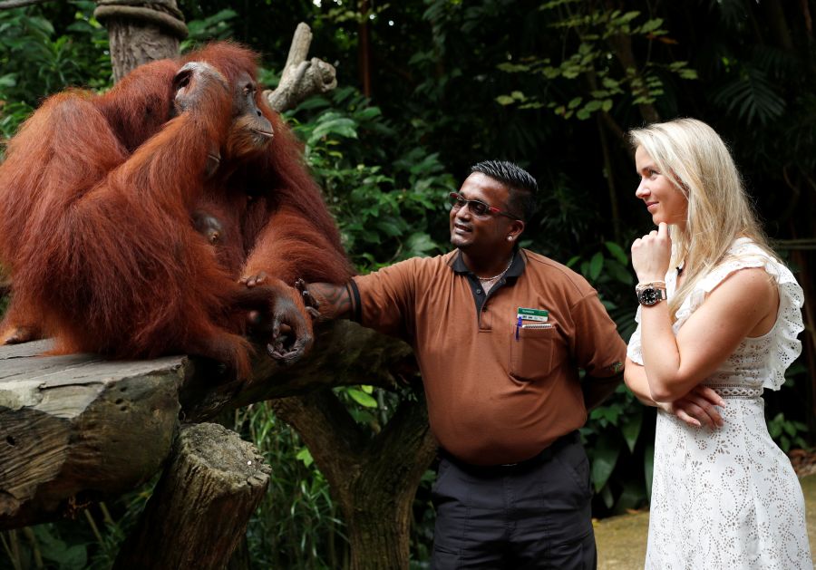 Un bebé orangutan se deja mecer por su madre en el Zoo de Singapur