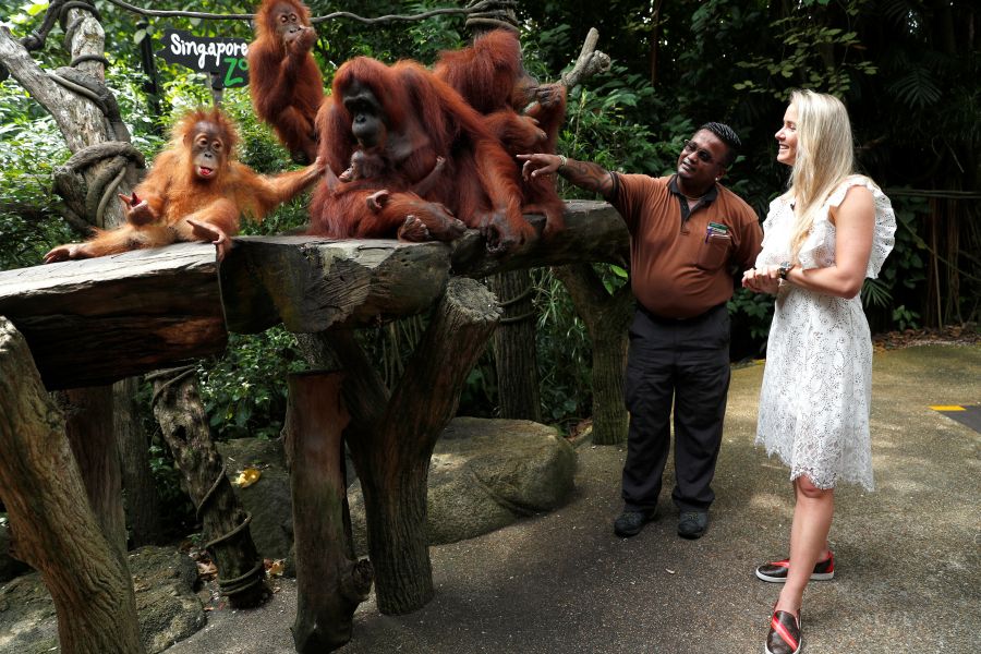 Un bebé orangutan se deja mecer por su madre en el Zoo de Singapur