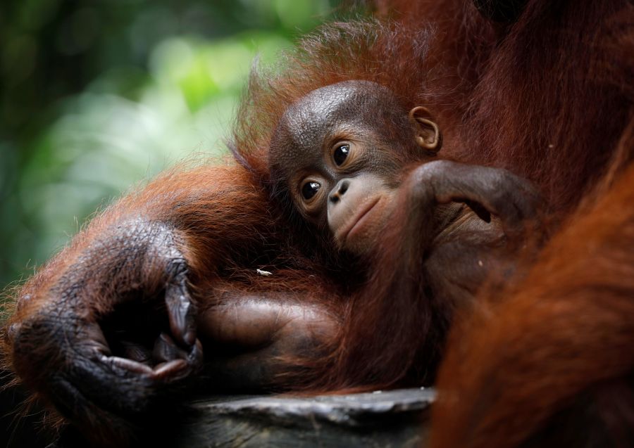 Un bebé orangutan se deja mecer por su madre en el Zoo de Singapur