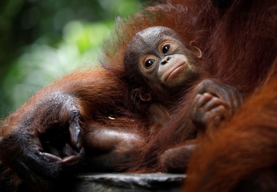 Un bebé orangutan se deja mecer por su madre en el Zoo de Singapur