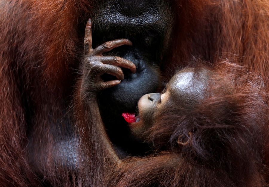 Un bebé orangutan se deja mecer por su madre en el Zoo de Singapur