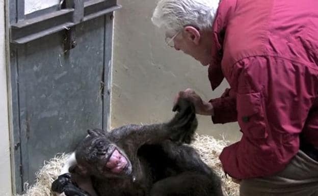 La desgarradora despedida de una chimpancé al borde de la muerte de su cuidador