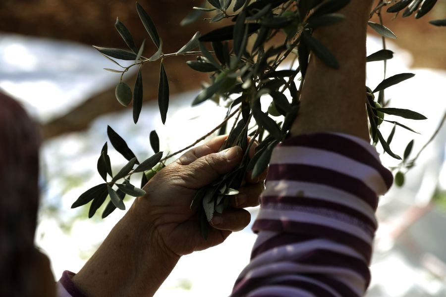 La producción de aceite de oliva de Líbano oscila entre 10,000 y 30,000 toneladas de aceite de oliva anualmente dependiendo del cultivo