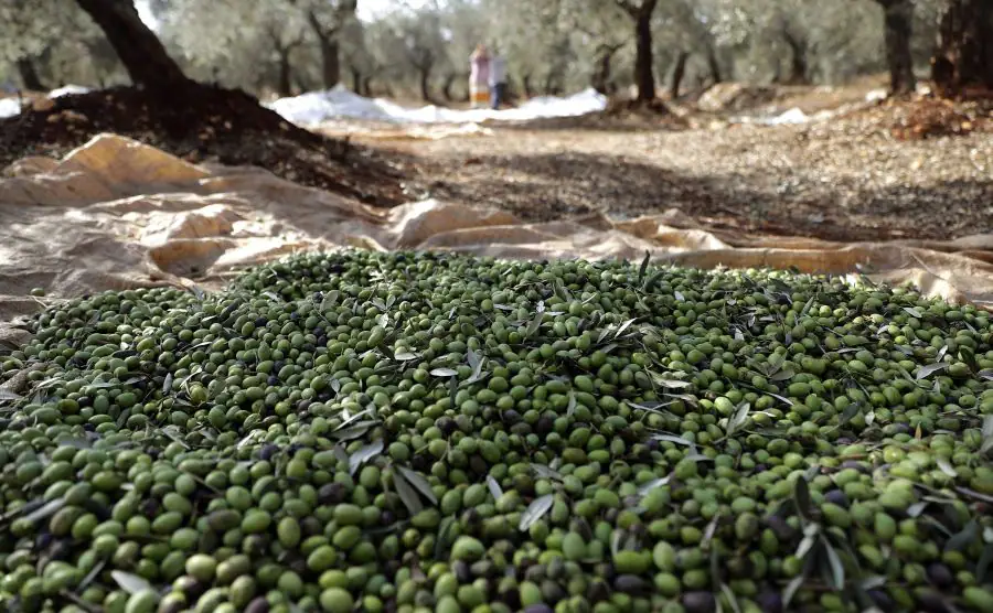La producción de aceite de oliva de Líbano oscila entre 10,000 y 30,000 toneladas de aceite de oliva anualmente dependiendo del cultivo