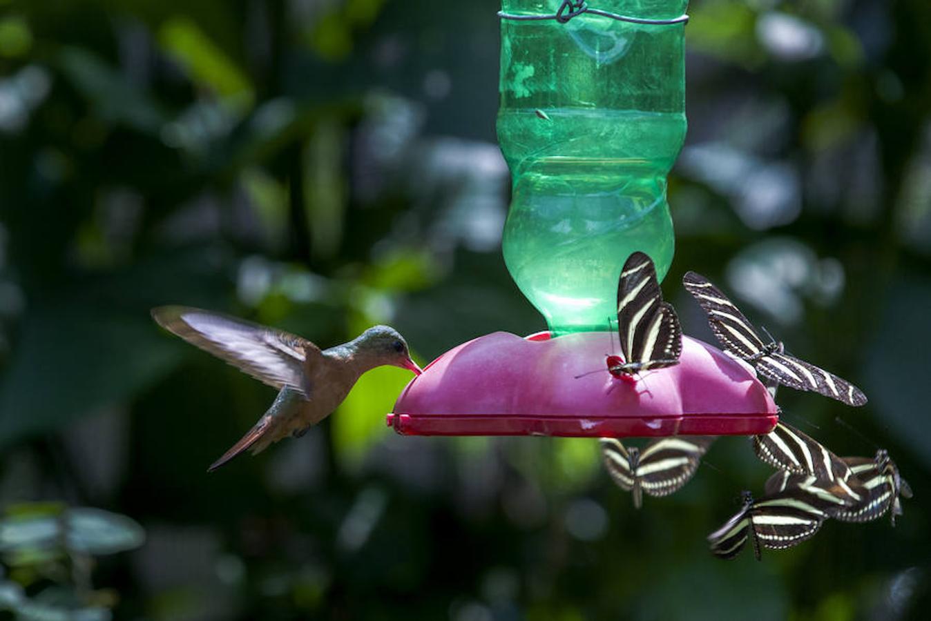 El Zoológico Nacional de Nicaragua se encuentra en Managua, la capital del país. Aquí el Centro de Rescate de la Fauna Silvestre cuida de unos mil animales de 90 especies. 