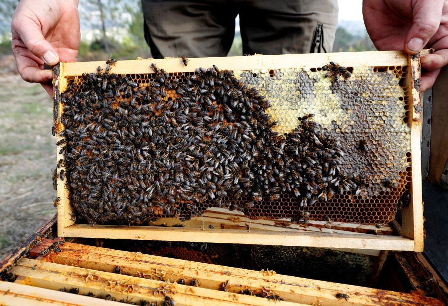 Cerca del 30% de las colonias de abejas desaparecen cada año en Francia debido al uso de pesticidas y la plaga del avispón gigante asiático.