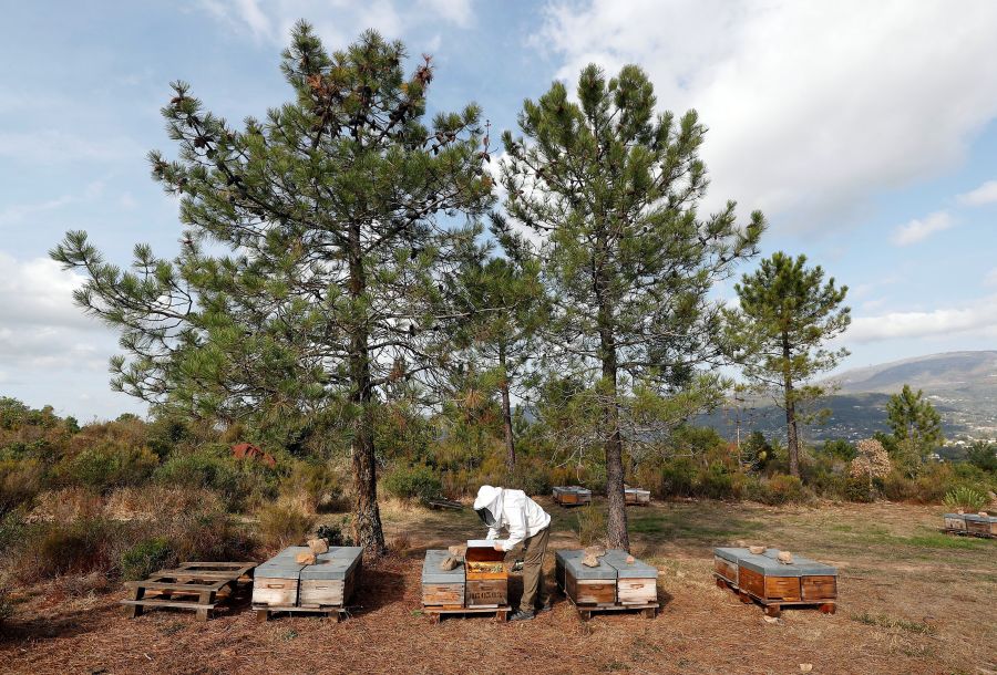 Cerca del 30% de las colonias de abejas desaparecen cada año en Francia debido al uso de pesticidas y la plaga del avispón gigante asiático.