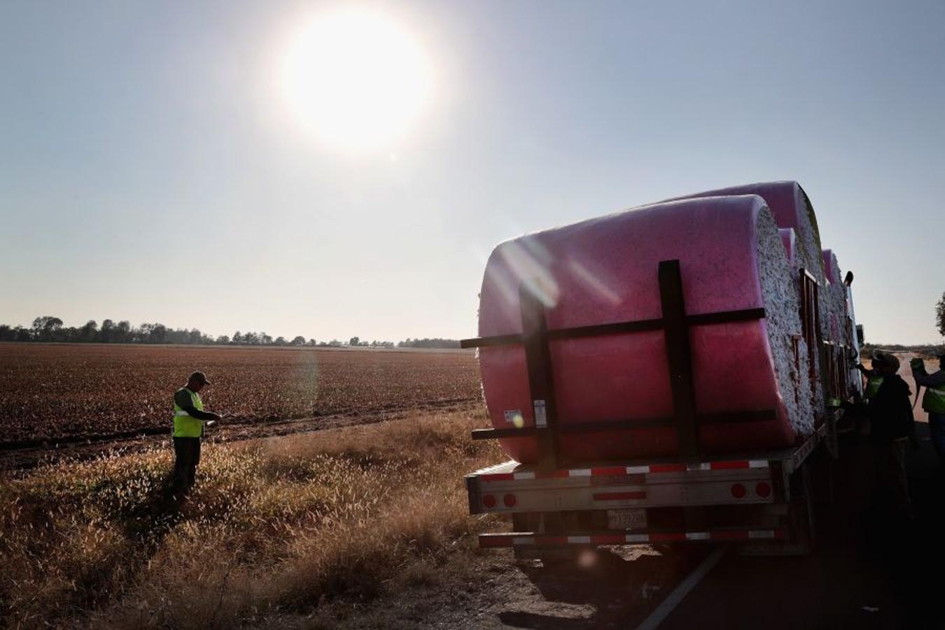 A pesar de los daños sufridos en la cosecha de algodón en EEUU debido al huracán Harvey, se espera que la producción de algodón exceda los niveles del año pasado