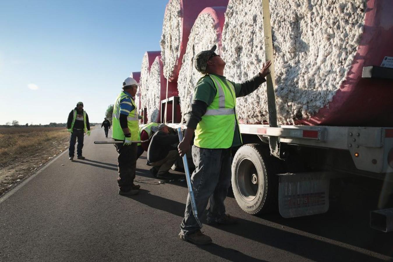 A pesar de los daños sufridos en la cosecha de algodón en EEUU debido al huracán Harvey, se espera que la producción de algodón exceda los niveles del año pasado