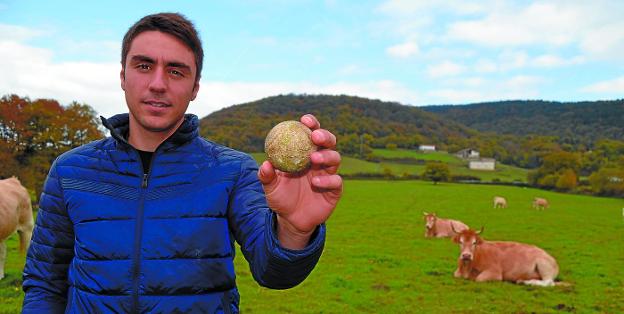 Peio Etxeberria muestra una pelota ante algunas de las vacas que gobierna en su granja de Zenotz.