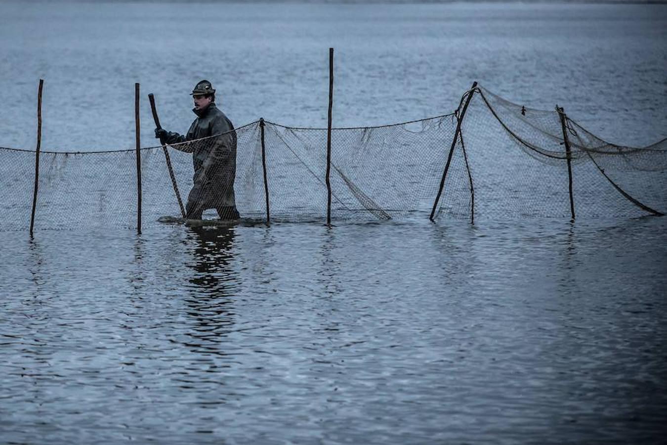 Los pescadores llevan a cabo la tradicional pesca de arrastre de la carpa en el estanque Bohemian en Trebon, República Checa. La pesca de la carpa se produce cada año en el periodo otoñal en la región del sur de Bohemian con la intención de vender toda la pesca antes de navidad ya que esta especie forma parte de la cocina tradicional checa.