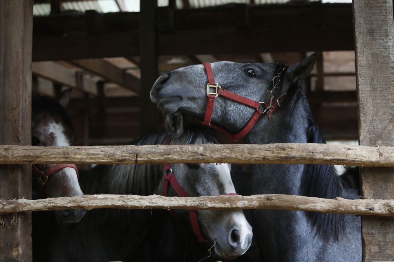 Hacía 5 siglos que el caballo de pura raza española no se veía en Chile. Pero dos décadas atrás, un empresario caballar se empeñó en reconstruir la historia y volver a criar uno de los animales más bellos y nobles que existen.Hoy el esfuerzo y la ilusión del chileno Felipe Ibáñez se ven recompensados con el máximo galardón que otorga la Asociación Nacional de Criadores de Caballos de Pura Raza Española (ANCCE), el de Ganadero del Año.