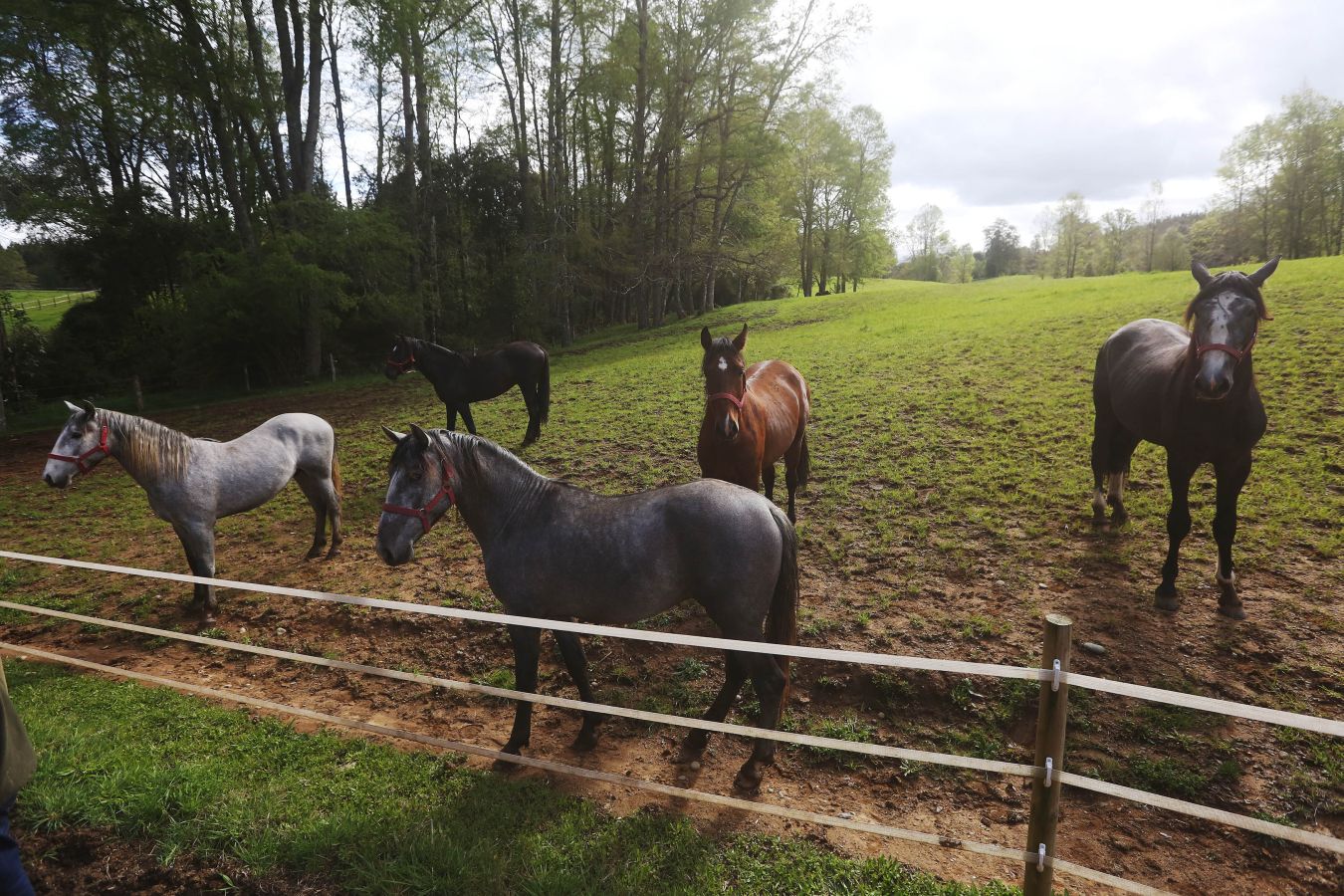 Hacía 5 siglos que el caballo de pura raza española no se veía en Chile. Pero dos décadas atrás, un empresario caballar se empeñó en reconstruir la historia y volver a criar uno de los animales más bellos y nobles que existen.Hoy el esfuerzo y la ilusión del chileno Felipe Ibáñez se ven recompensados con el máximo galardón que otorga la Asociación Nacional de Criadores de Caballos de Pura Raza Española (ANCCE), el de Ganadero del Año.