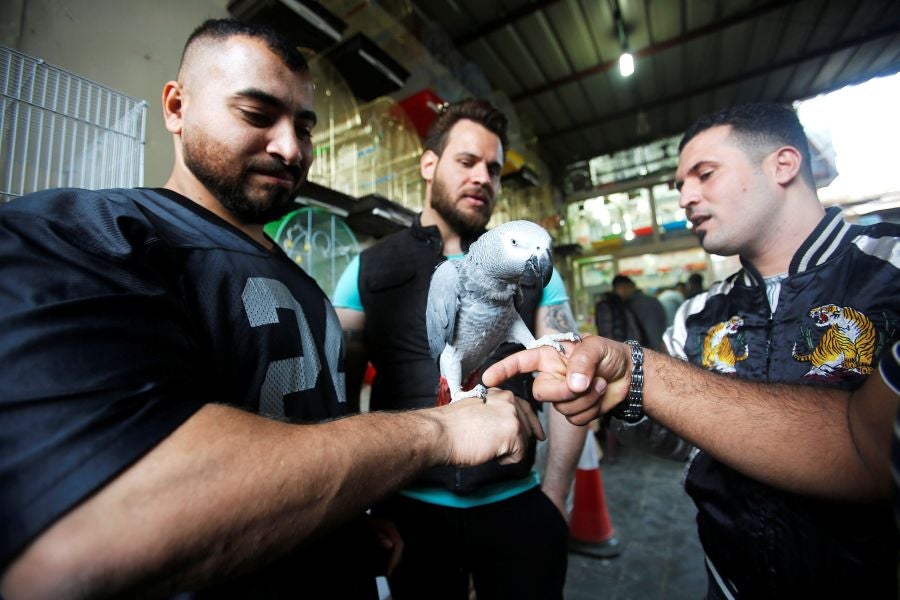 Todos los viernes el mercado de animales de Baghdad se convierte en un espectáculo lleno de vida