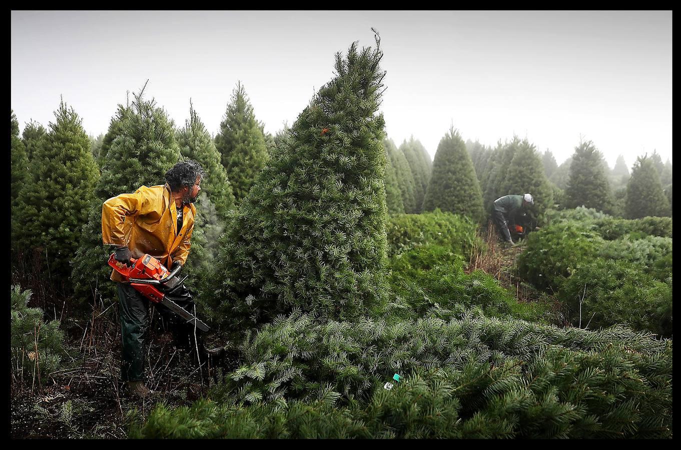 En Oregon se encuentra una de las mayores plantaciones de abetos que ya están preparados para ser cortados y decorar las casas estadounidenses.