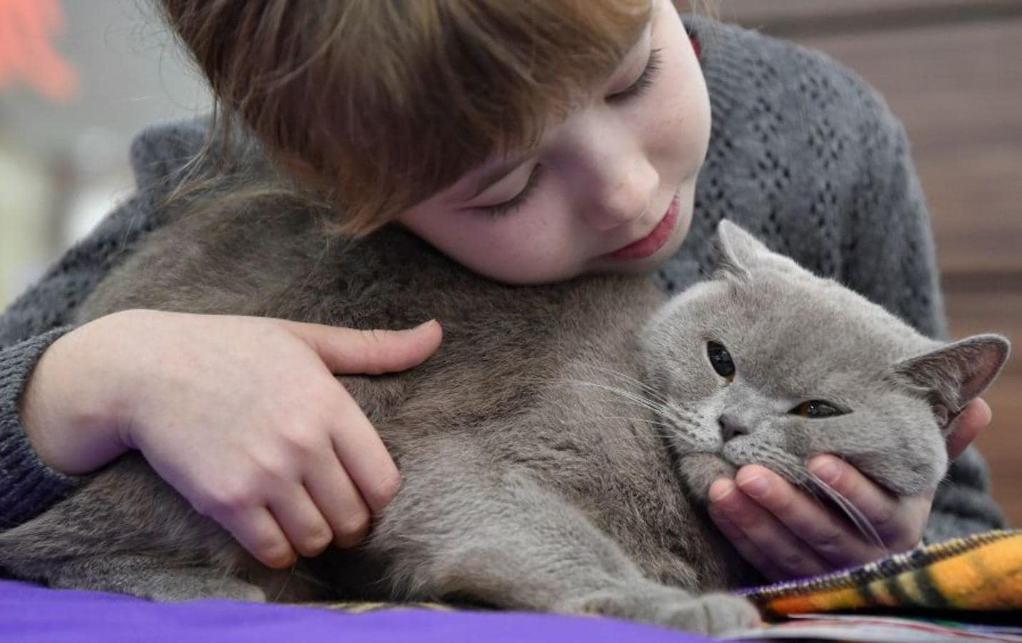 Exhibición de gatitos en Bishkek