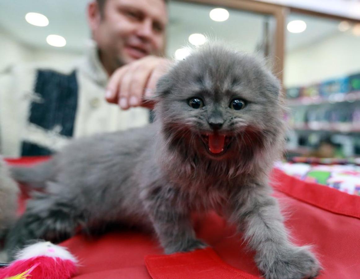 Exhibición de gatitos en Bishkek