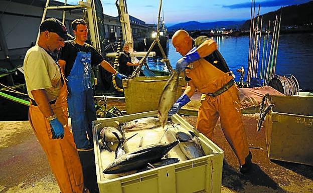 Cuatro arrantzales descargan bonito del Norte en el puerto de Getaria este mismo verano