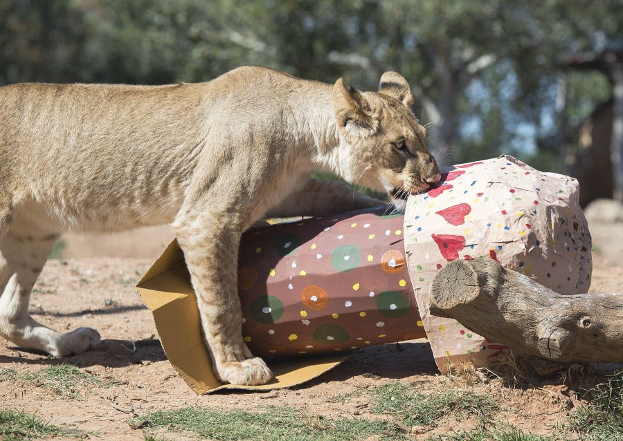 Los cachorros de león Ndidi, Aziza, Zuberi y Kibibi celebran su primer cumpleaños en el Zoológico Werribee Open Range Zoo en Melbourne (Australia). Estos dos machos y dos hembras son la segunda camada que nace en el zoológico y la primera de su madre Nairibi.