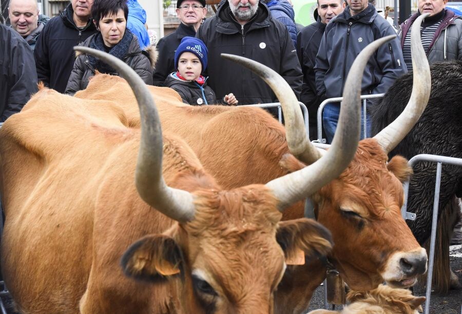 La Feria de Santa Lutzi cada año convoca concursos de ganado, verduras, manzana reineta, pollos y capones, y miel